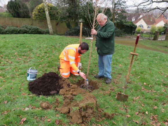 Tree planting