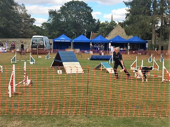 example of dog agility course set up