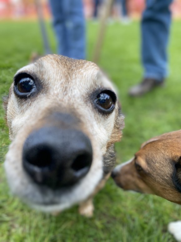 cute doggie nose