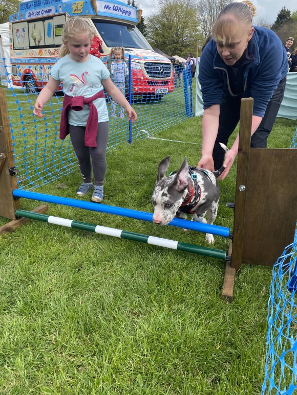 Dog and their owners taking part in the Have-a-go Scurry