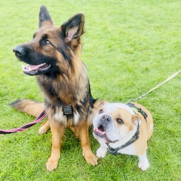 two gorgeous doggies enjoying the events