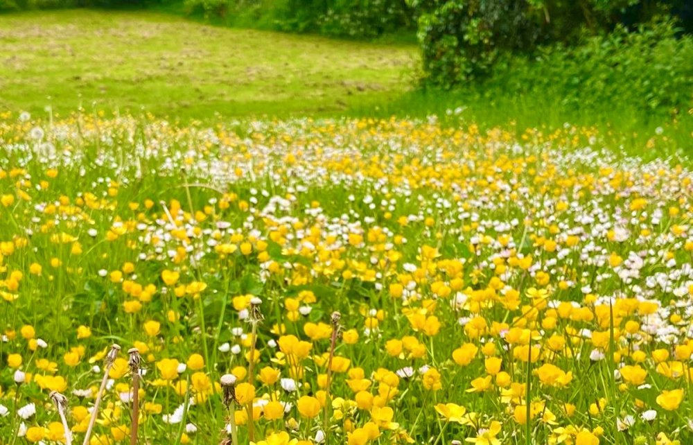 Buttercups in Daventry