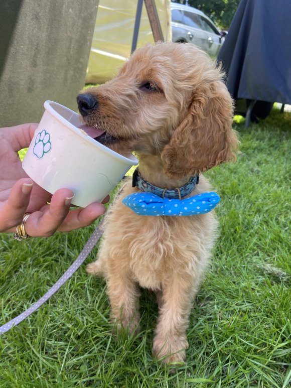 Puppy enjoying a puppy ice cream